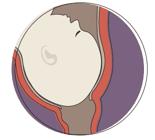 Foetus in womb illustration, side view
