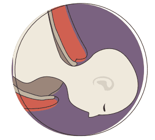 Illustration of foetus in womb.